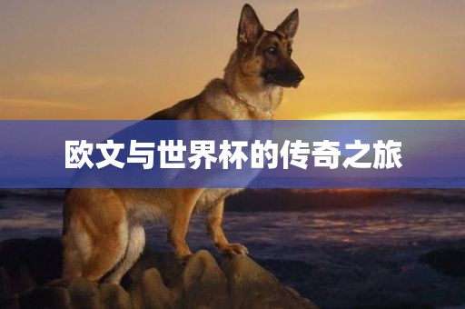 欧文与世界杯的眉山市正发家政服务有限公司传奇之旅