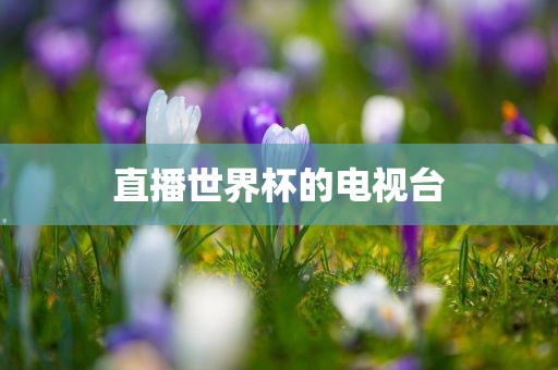 眉山市正发家政服务有限公司直播世界杯的电视台