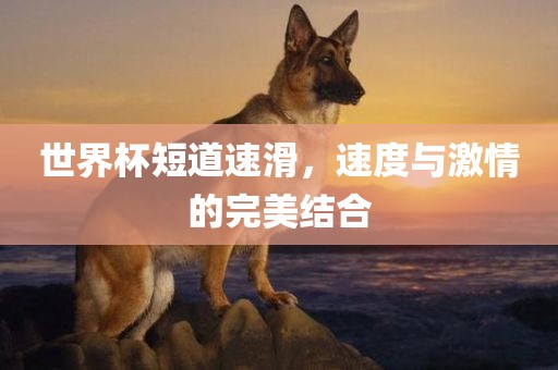 世界杯短道速滑，速度与激情的完美结合