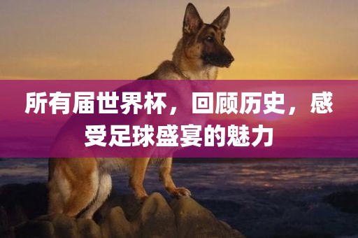 所有届世界杯，回顾历史，感受足球盛宴的魅力