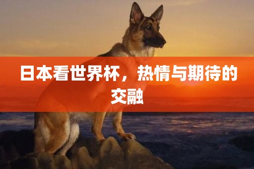 日本看世界杯，热情与期待的交融